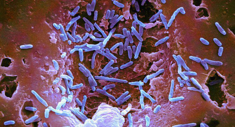 Jakie są ogólne cechy bakterii?