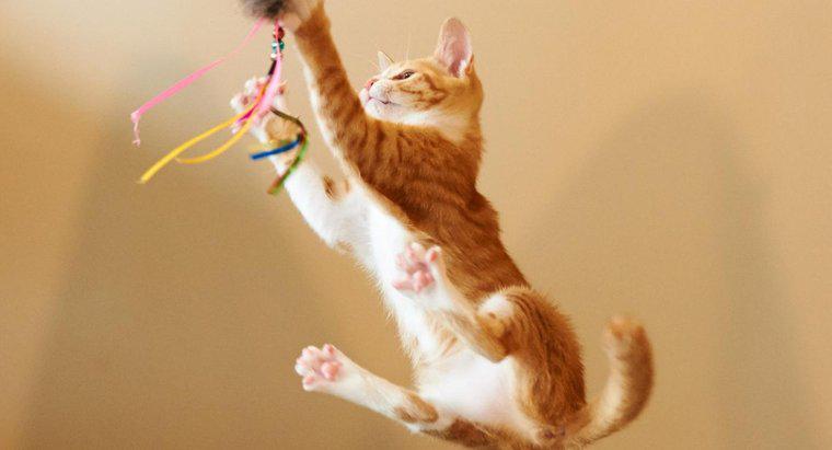 Jak wysoko może skakać kot?
