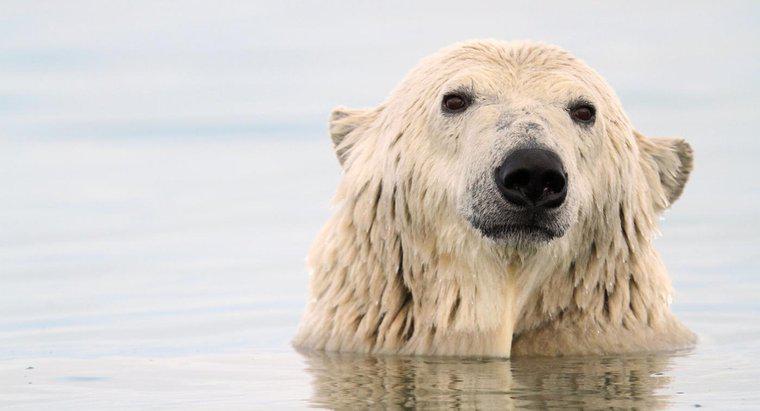 Jak niedźwiedzie polarne przystosowują się do przetrwania?