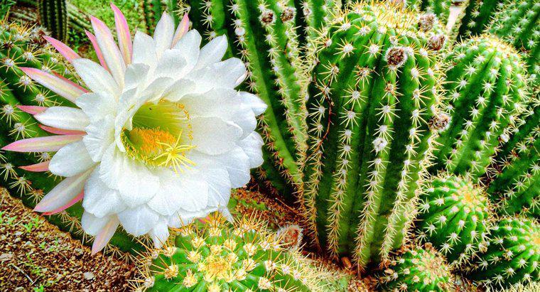 Jakie są różne typy roślin kwitnących kaktusów?