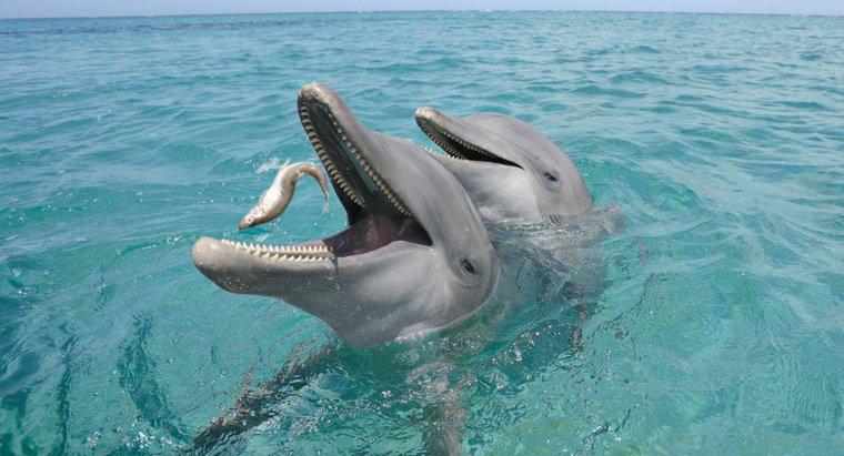 Co robią delfiny?