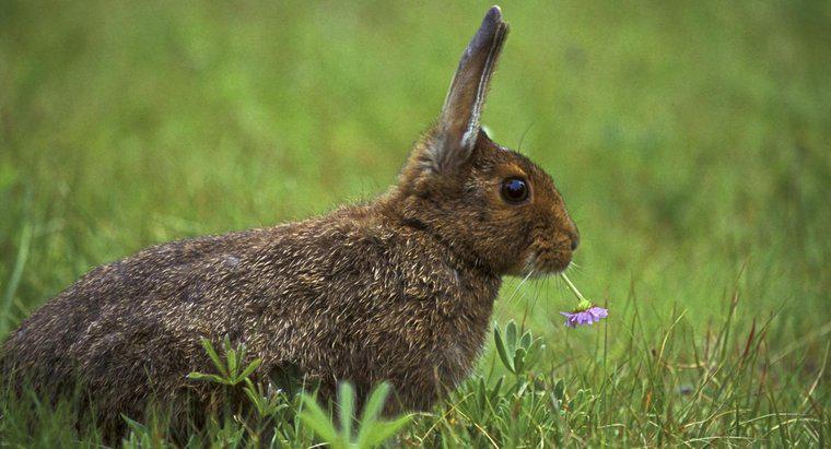 Co robią dzikie króliki?