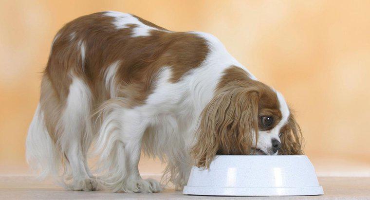 Jakie są dobre domowe przepisy kulinarne dla psów?