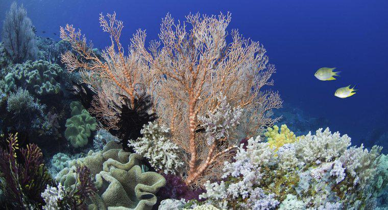 Jakiego koloru jest koral?
