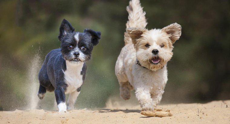 Które małe rasy psów ważą poniżej 5 funtów?