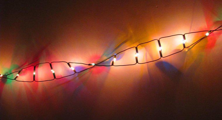 Do jakiej klasy makrocząsteczek należy DNA?