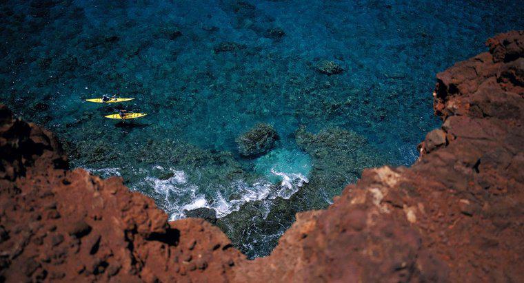 Jaki jest typ gleby dla rafy koralowej?