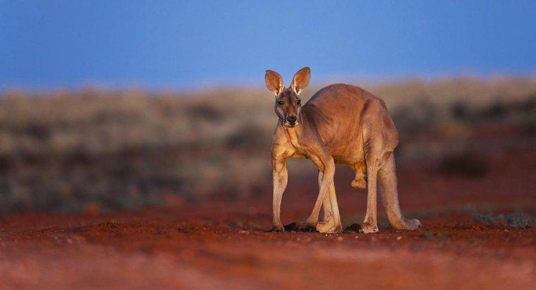 Co to jest narodowe zwierzę Australii?