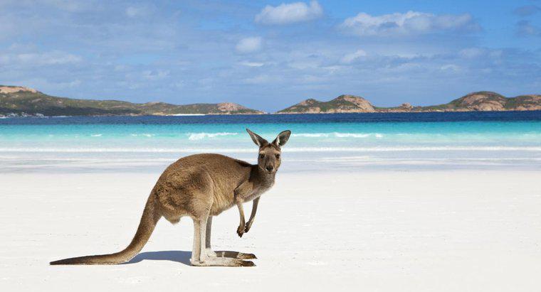 Jakie dwa oceany dotykają Australii?