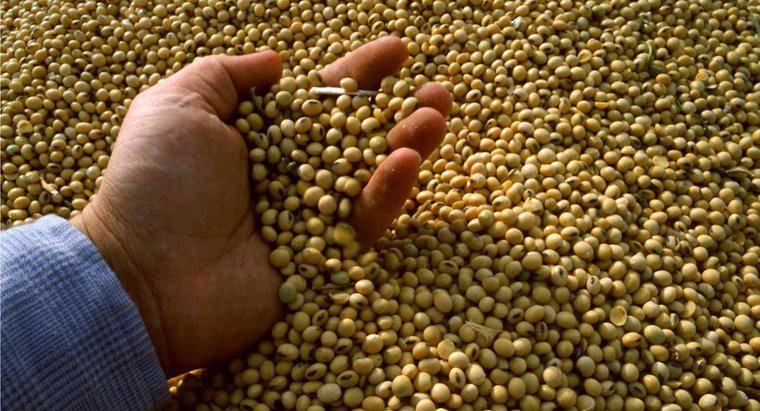 Czy spożywanie surowych nasion soi jest bezpieczne?