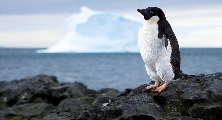 Co Ocean otacza Antarktydę?