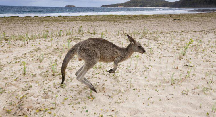 Jakie rodzaje zwierząt jedzą kangury?