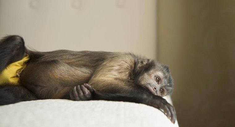 Czy małpy kapucynów czynią dobre zwierzęta?