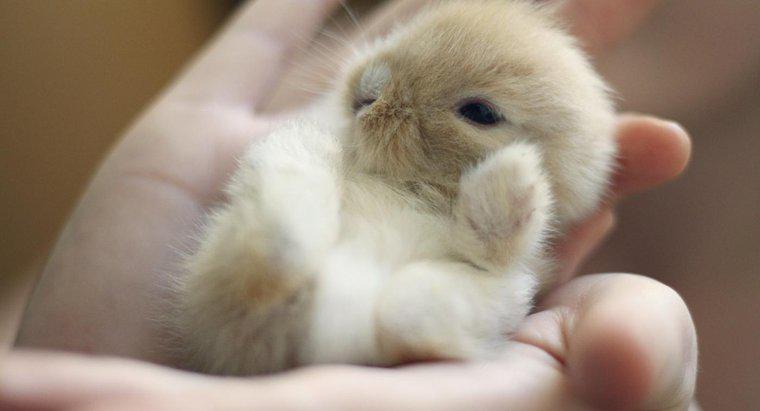 Jak długo króliki trzymają się z matką?
