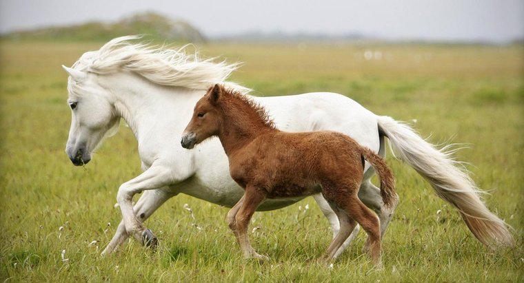 Jak nazywa się Baby Horse?