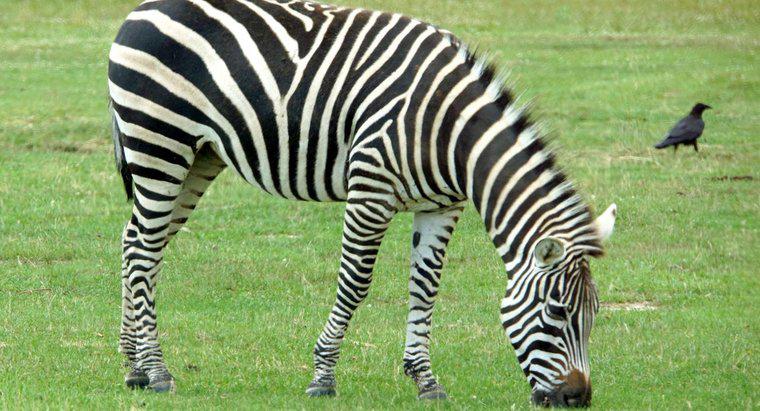 Ile Zebra Jedz dziennie?