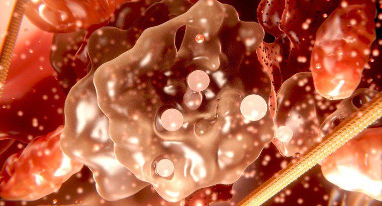 Jaka jest różnica między cytoplazmą a protoplazmą?