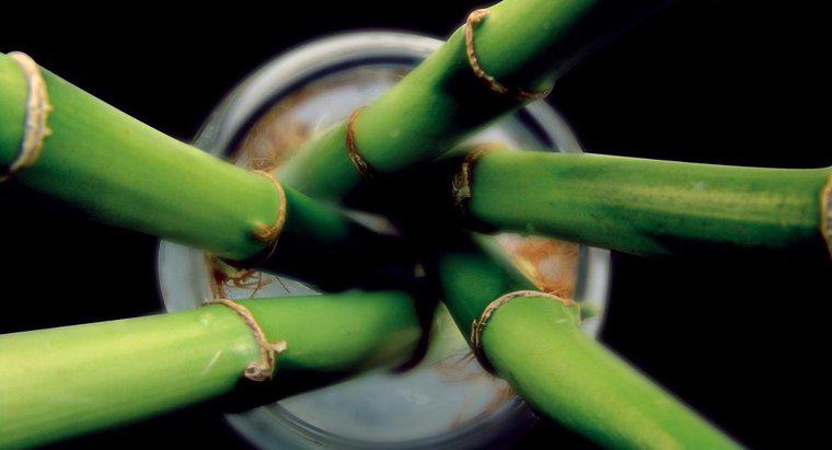 Jak działa Bamboo Reproduce?
