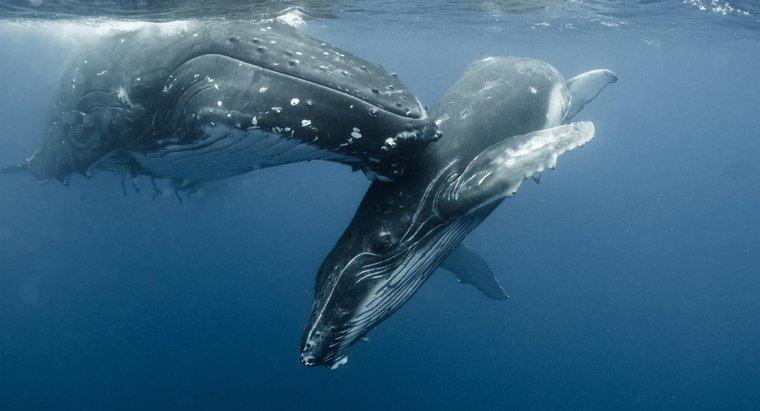Jak nazywa się dziecięcy wieloryb?