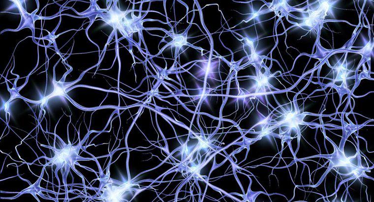 W jaki sposób neurony przekazują impulsy elektryczne?