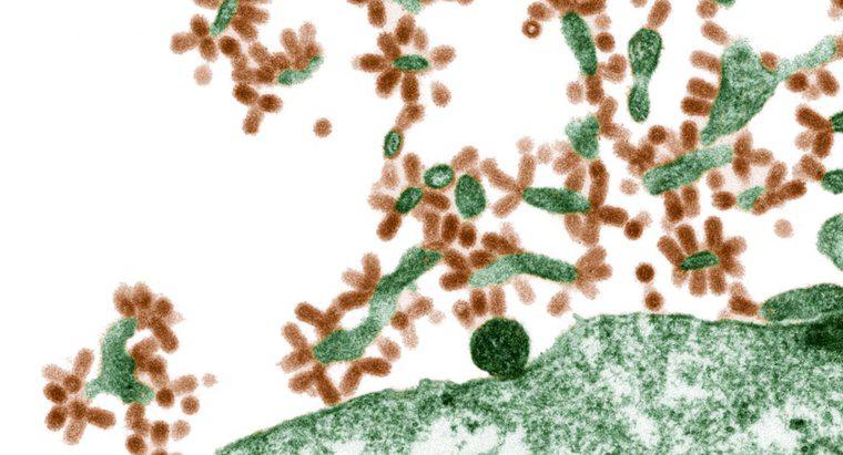 W jaki sposób wirusy infekują komórki gospodarza?