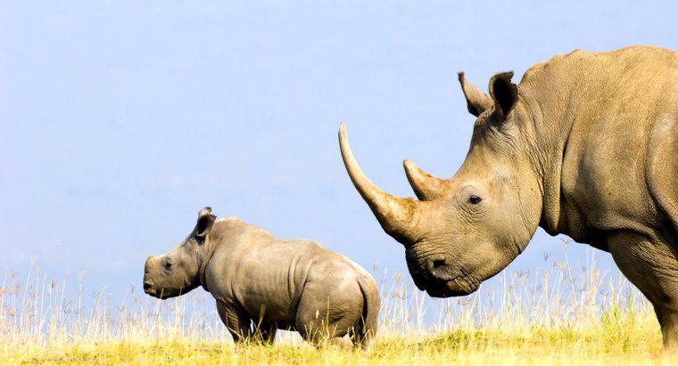 Z czego zrobiono róg nosorożca?