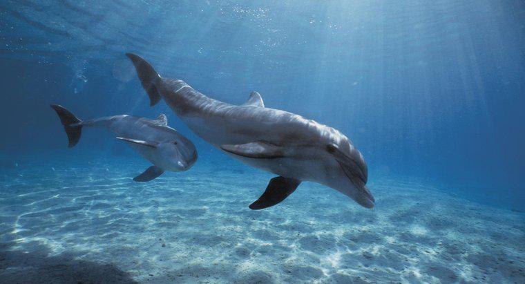 Jaka jest nazwa naukowa dla delfinów?