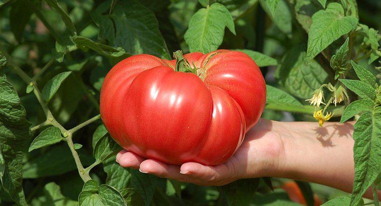 Jak rosną duże pomidory?