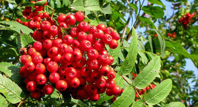 Czy jagody Rowan Tree są trujące?
