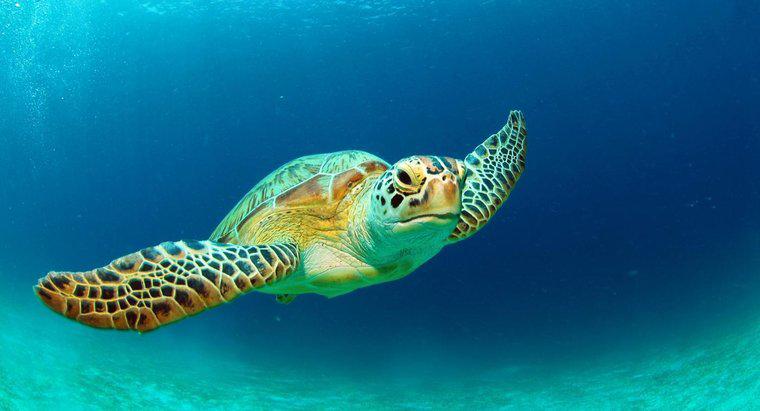 Jakie są fakty dotyczące żółwi morskich?