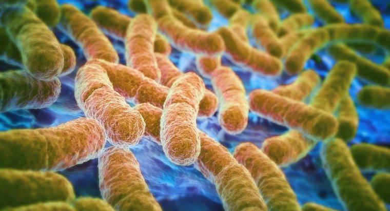 Jakie są przyczyny i objawy E. coli?