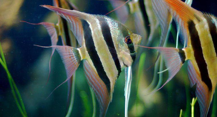 Co jeść Angelfish?