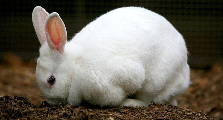 Jakie są etapy cyklu życiowego królika?