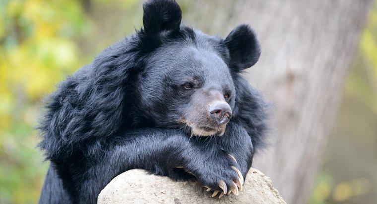 Czy niedźwiedzie mają ogony?