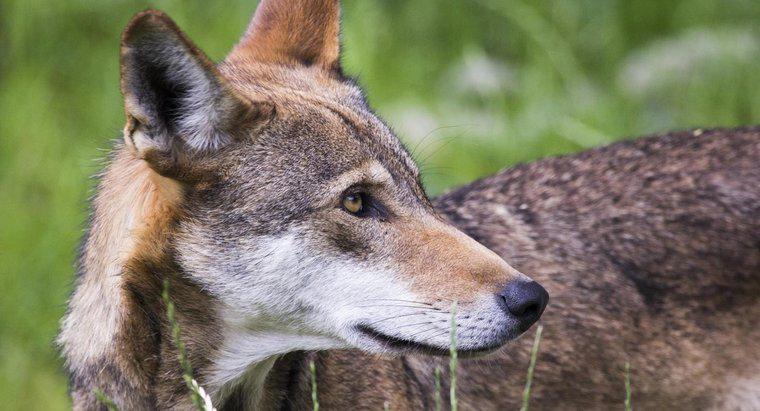 Jakie są interesujące fakty dotyczące czerwonych wilków?