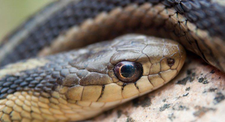 Jak pozbyć się węży podwiązkowych?