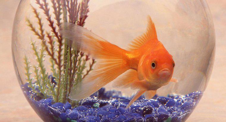 Czym jest siedlisko złotej rybki?
