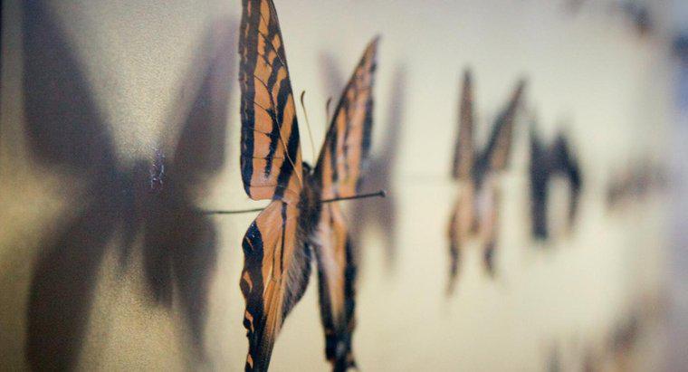 Czym jest osoba, która studiuje motyle i ćmy?