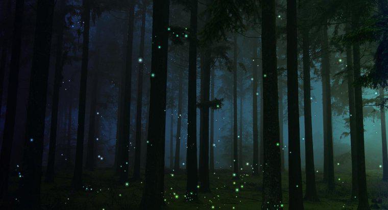 Kiedy wyjdą Fireflies?