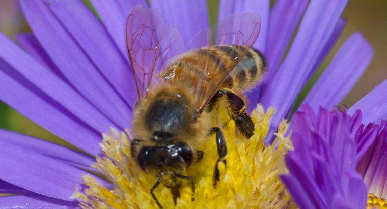 Co to jest siedlisko pszczoły miodnej?