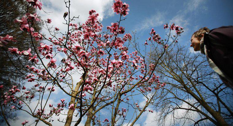 Jak mogę wykończyć cięcie z drzewa magnolii?