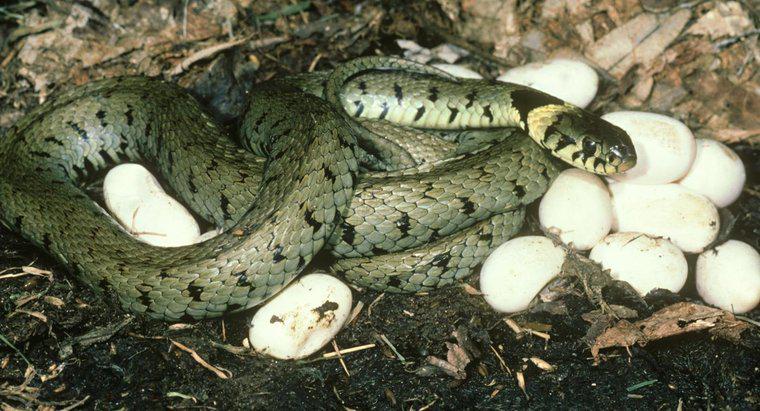 Jak rodzą się węże?