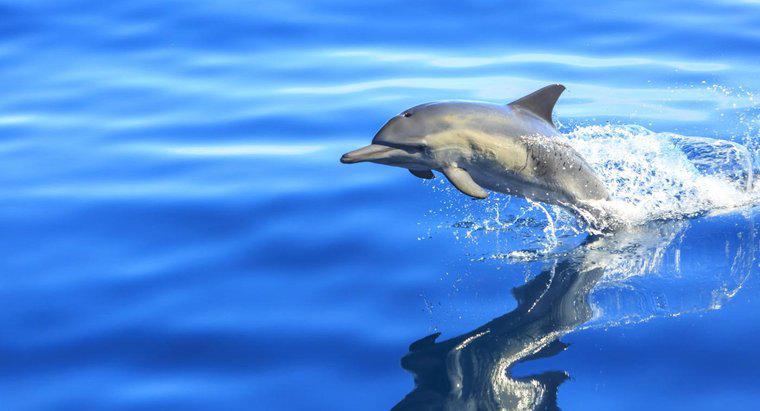 Gdzie jest delfin położony w łańcuchu pokarmowym?