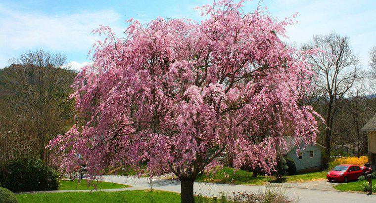 Co to jest różowe płaczące wiśniowe drzewo?