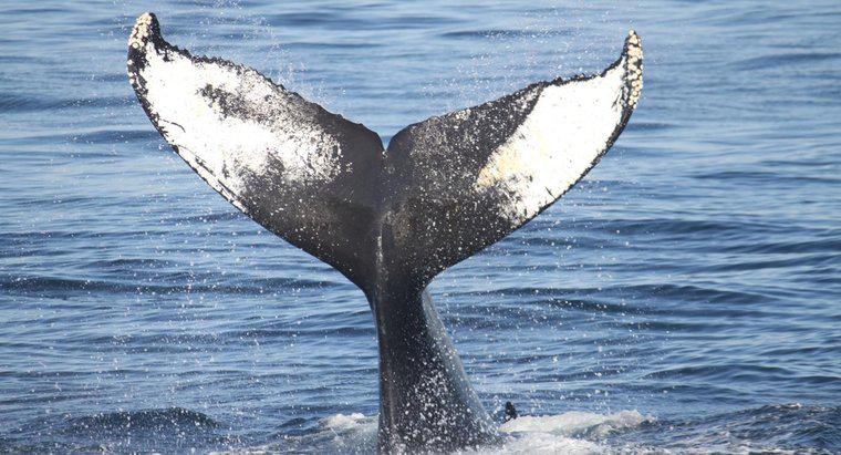Ile jest typów wielorybów?