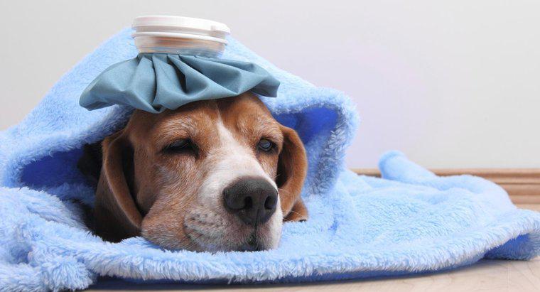 Jaką lekarstwę mogę podać swojemu psu na gorączkę?