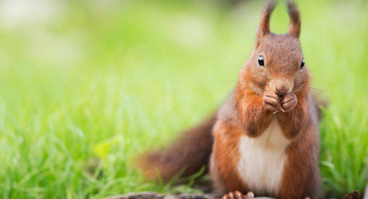 Jakie są fakty dotyczące wiewiórki?
