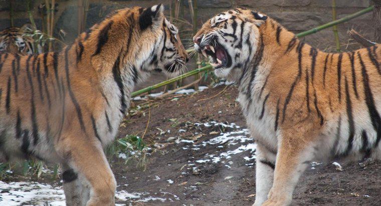 Kim są predatorzy Tygrysów?