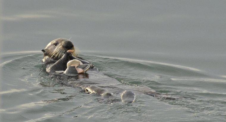 Dlaczego zagrożone są wydry morskie?