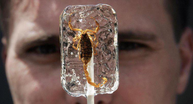 Czy możesz jeść Lollipop Scorpion?